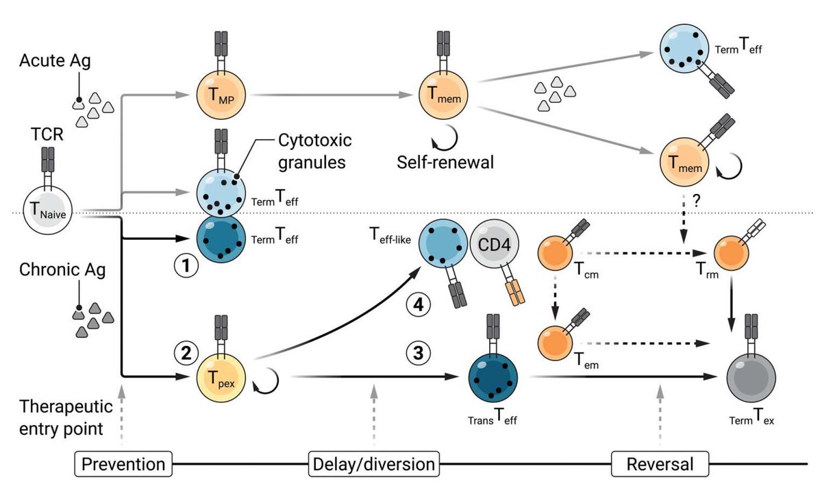Eric Topol tweet media