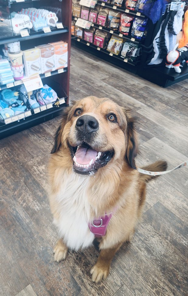 It ain’t a party….unless Ms. Andromeda Vonver Fluff comes ‘round 😃 🎈 🐶!
#cutecustomeralert #andromedavonverfluff #cutedog #happydog #smileyface #dogsofinstagram #yegdogs #yeg #edmonton #petvalu #loveliveshere ❤️ 🐾 #dogsofx
