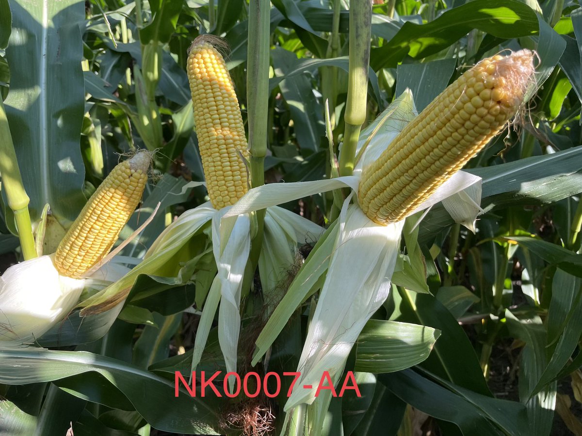 NKSD_SouthernMN's tweet image. NK0007-AA continues to shine! 💪🏼

📍Canton, SD

Planted May 6, 2023 
32,000 population 

We can’t wait for producers to see this product come harvest🌽

@NKSeeds #GrowNK23 #SuccessMatters #PlacedToPerform