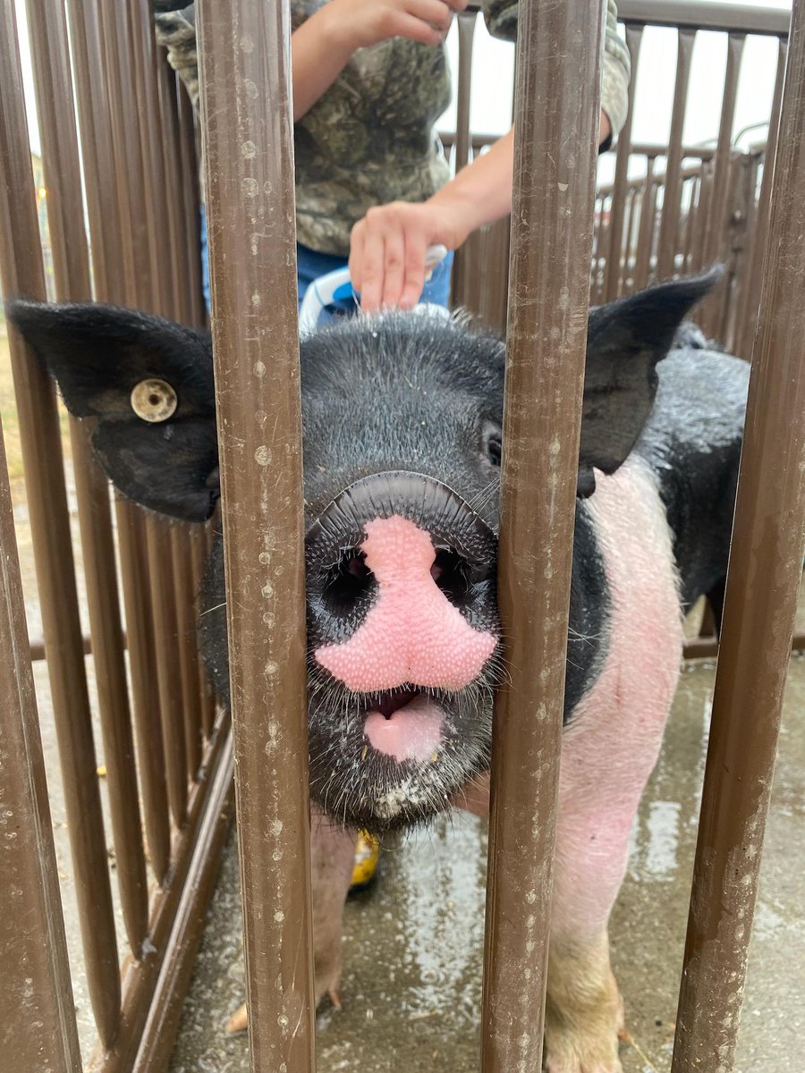 Well enjoy my pig