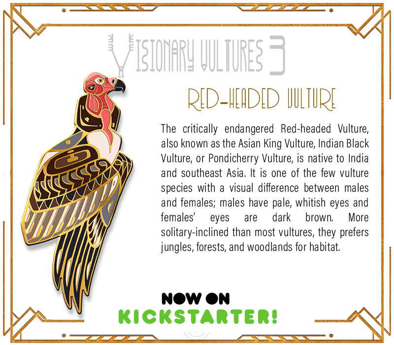 Tomorrow is International Vulture Awareness Day! Though vulture day should be every day, one of the ways we're celebrating is through art - our  Visionary Vultures project now features 16 of the 23 total vulture species
#lovevultures #IVAD2023