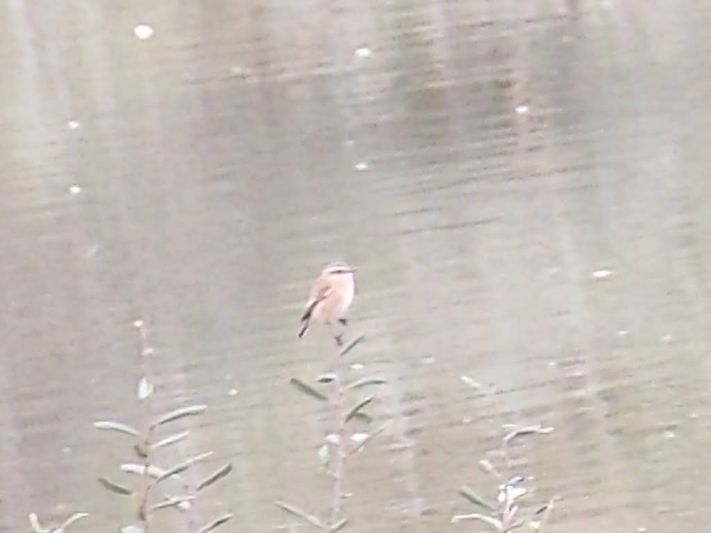 bobhogrunner's tweet photo. @teesbirds1 @teeswildlife @nybirdnews @Natures_Voice Stills of the probable #Winchat and #Linnet, S Gare today. https://t.co/LlrpX9ZUDY