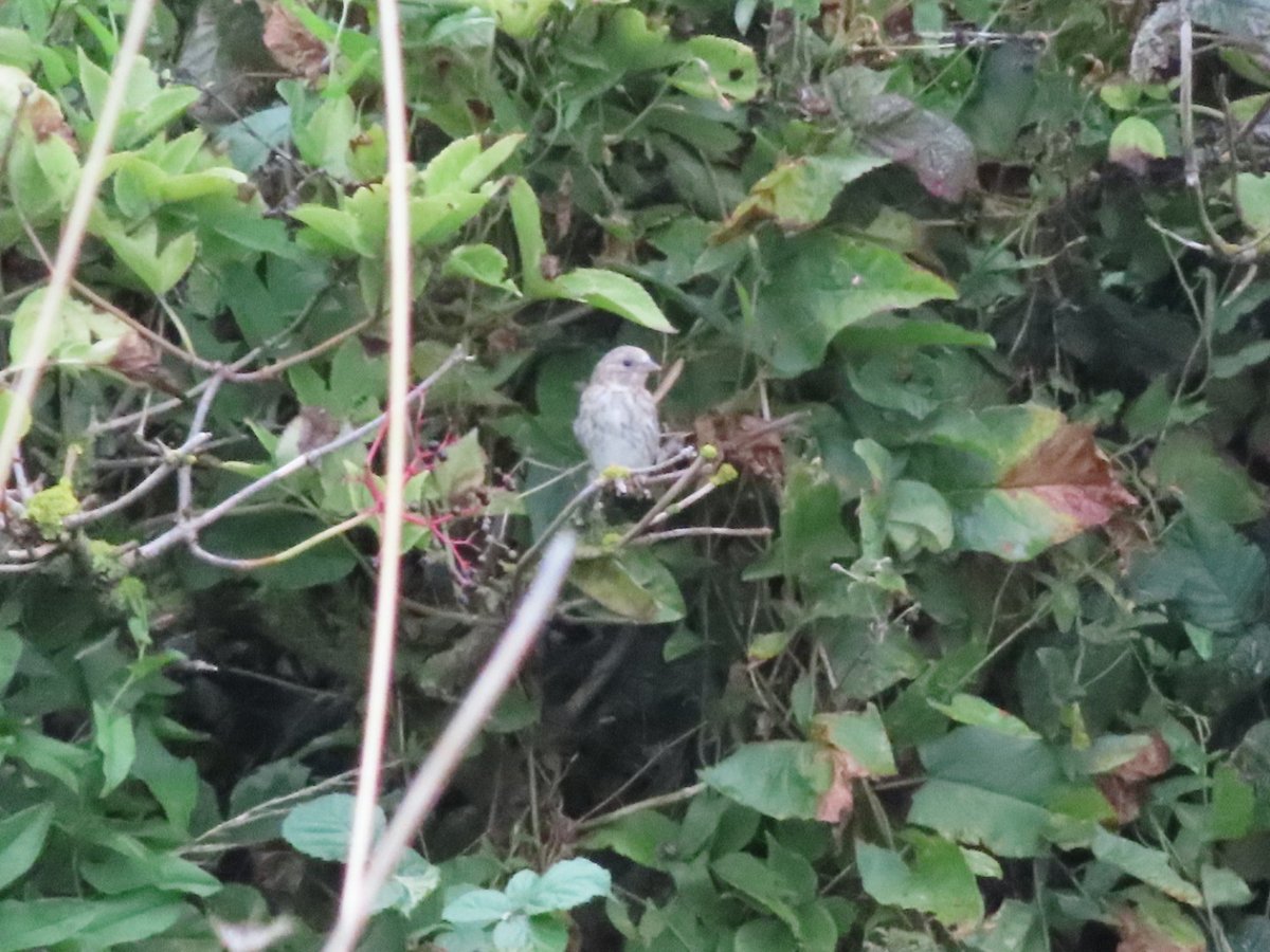 bobhogrunner's tweet photo. @teesbirds1 @teeswildlife @nybirdnews @Natures_Voice Stills of the probable #Winchat and #Linnet, S Gare today. https://t.co/LlrpX9ZUDY