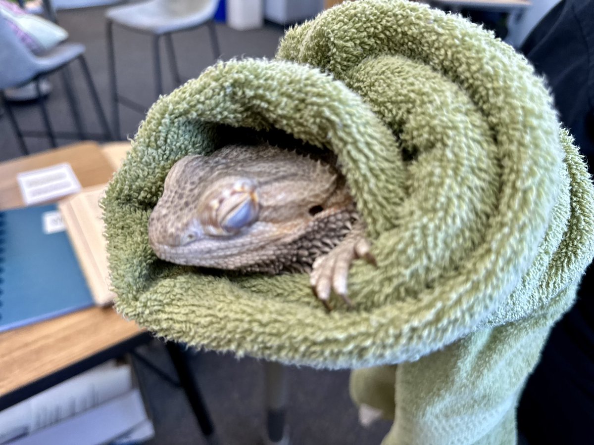 When you finish all your school work on Friday and get to have a relaxing soak and then someone wraps you up like a burrito so you dream about all the superworms you’re going to eat…… #fhs_rudy #401advisory #therapydragon  #wearefirebirds