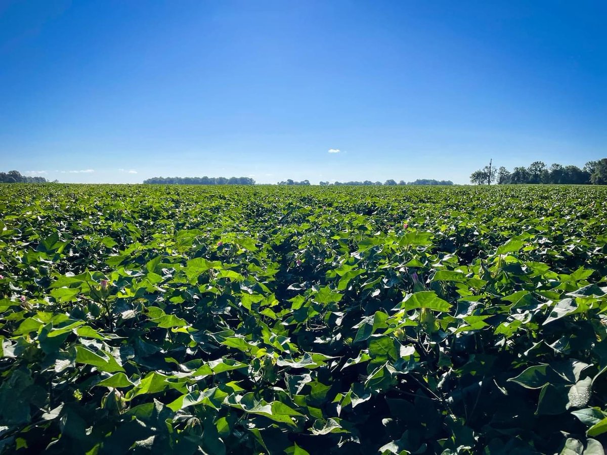 PhytoGenCotton's tweet photo. This field of PhytoGen® brand PHY 360 W3FE is loaded with bolls in Lee County, Arkansas. Will be dropping leaves and dusting off the pickers in no time. Harvest is on its way! Let’s see your photos in the comments below! #GrowWithPhytoGen https://t.co/QCGzfMhyh8