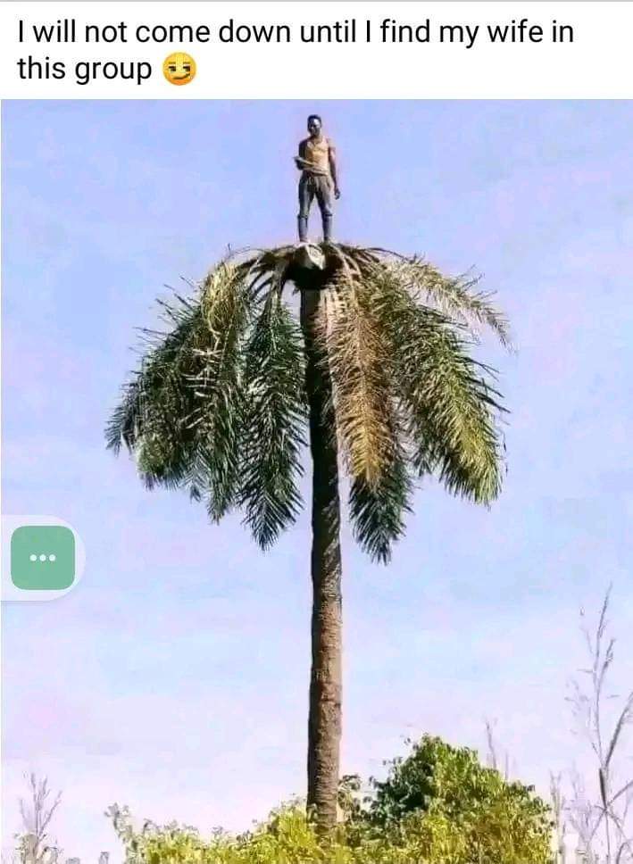 #ITOLDTHEM if I don't see wife marry from twitter I'll not come down from this tree #TOLDTHEM