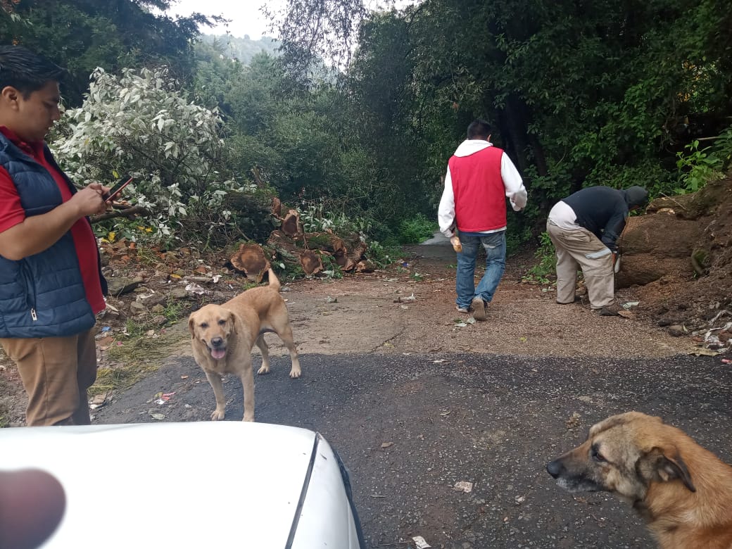 Retiro de árbol caído en Camino a Moneruco en San Lorenzo Acopilco