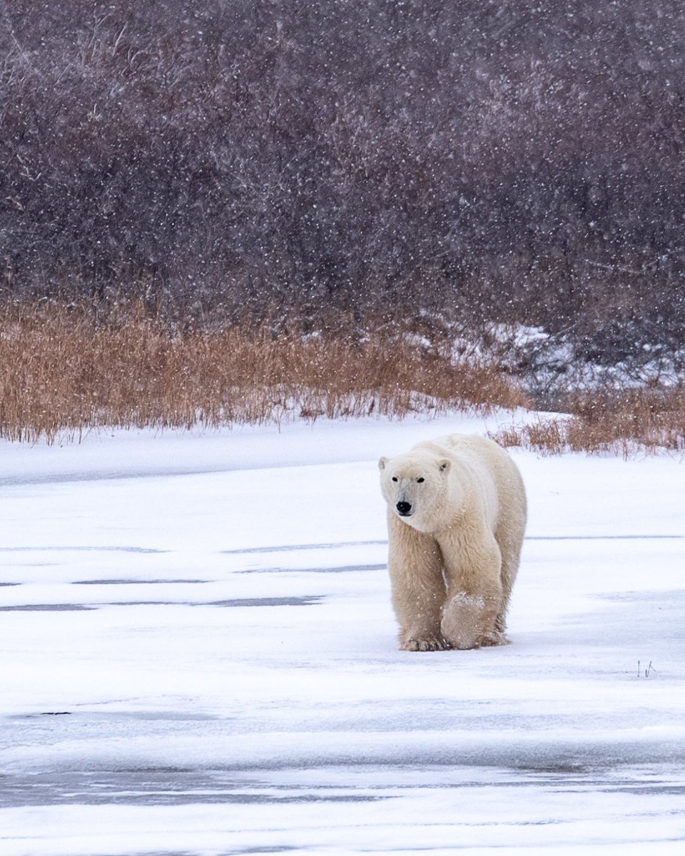 tours_explore's tweet photo. Go face-to-face with the King of the North, go on a dog sledding excursion, and catch the Aurora Borealis dancing across the Arctic sky.🐻‍❄️❄️

We're offering the last spots of our Polar Bears of Churchill Tour at $800 off per couple! 

🔗: https://t.co/JHRLNdjHXH | #travelguide https://t.co/P8ZNSJeej0