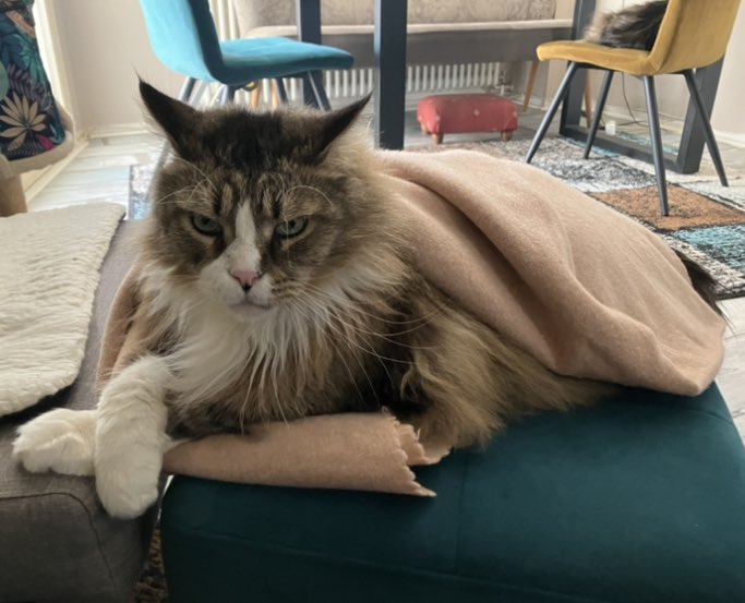 🐾MoppelchenCat🐾 tweet media