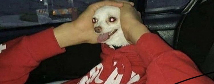 Honey, where are my Pants? tweet media