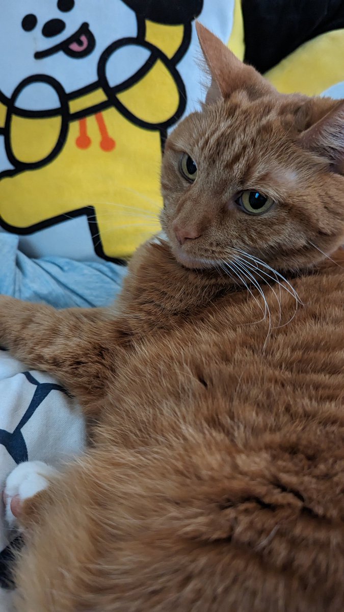 von_b's tweet photo. Pls shower her with compliments #GingerCatAppreciationDay #dailypebbles https://t.co/B0JlEuzMSH
