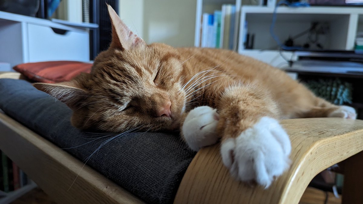 von_b's tweet photo. Pls shower her with compliments #GingerCatAppreciationDay #dailypebbles https://t.co/B0JlEuzMSH