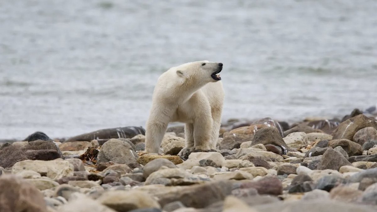 Steven Amstrup, chief scientist at Polar Bears International talks about the latest findings about climate change and polar bears. More at <a href="/thehill/">The Hill</a>:  bit.ly/3sGaqvW