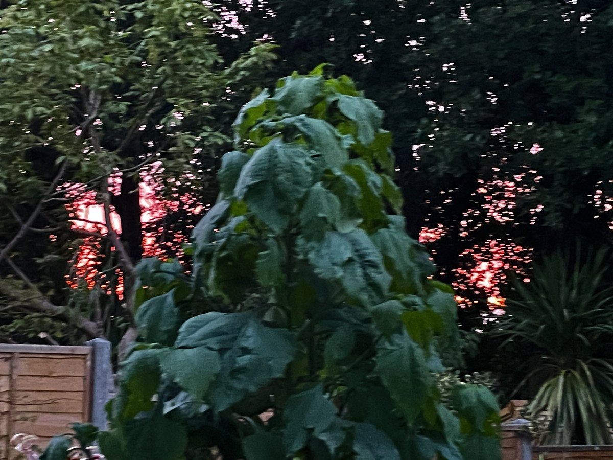 I see a shaggy dog. My refusing to #flower tithonia monsters basking in the sunset