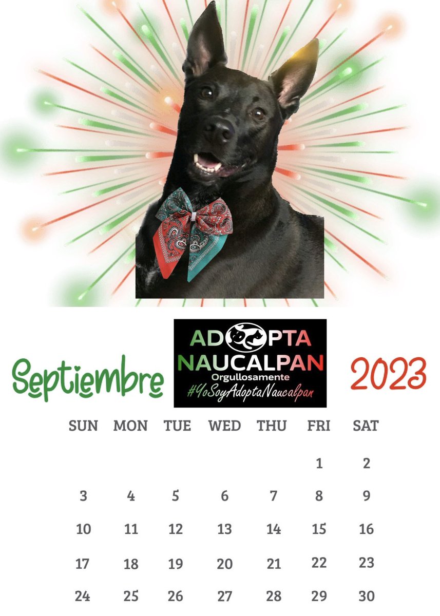 AdoptameNaucal1's tweet photo. Bienvenido Septiembre! Felicidades a los cumpleañeros del mes! En el calendario GOHAN adoptado en 2017  orgullosamente #YoSoyAdoptaNaucalpan @FansDeMiyagi @gabrielguerrac @azelarobinson @MascotasSismo @SoyNaucalpan @diana_dfc @MariaConchita_A @gbaezasan @bebebin @SateliteAlerta https://t.co/4iAP6jVDFx