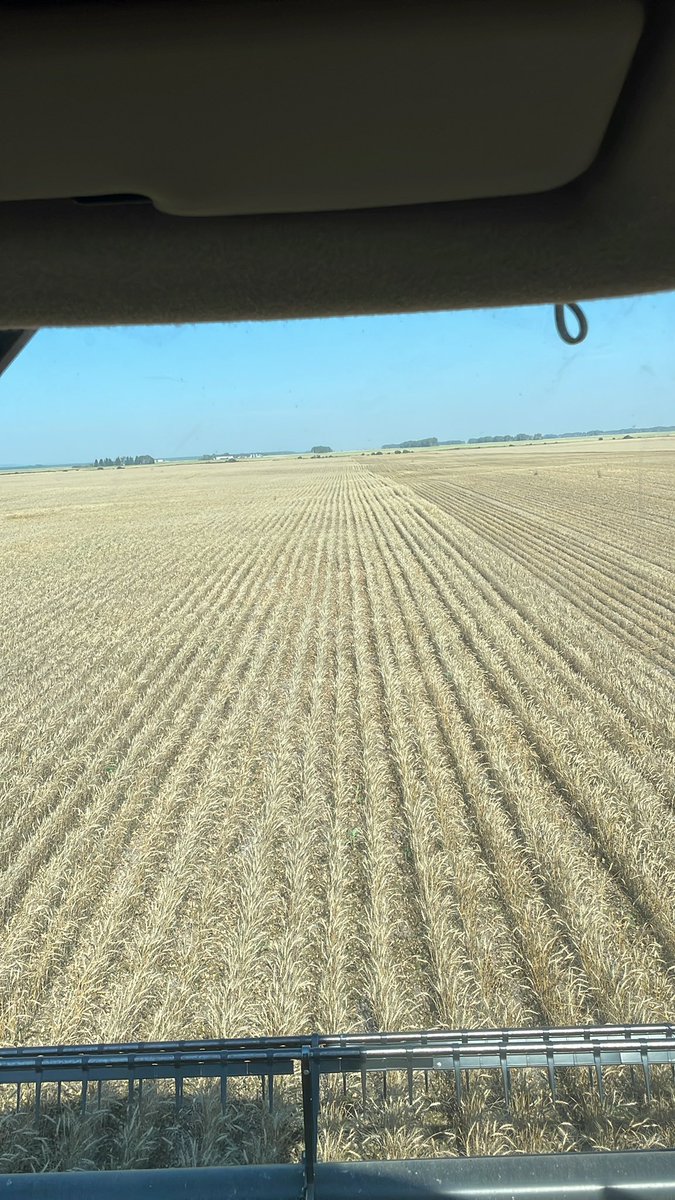 The crop maybe poor but it’s hard to beat harvest days like this. #harvest2023 #whackingwheat