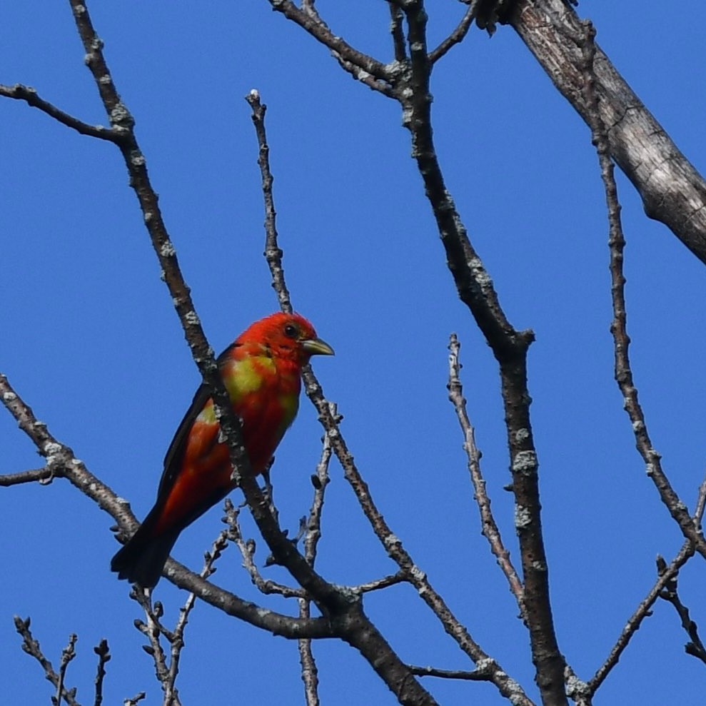 KillbearPP's tweet image. 🍂 Fall migration is well underway in Ontario! 🍂

Keep your eyes peeled for small songbirds as they stop at Killbear to replenish their energy before continuing their journey south for the winter. 

#KillbearPP #HPHP