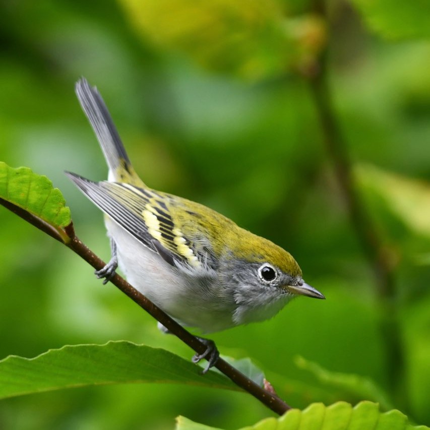 KillbearPP's tweet image. 🍂 Fall migration is well underway in Ontario! 🍂

Keep your eyes peeled for small songbirds as they stop at Killbear to replenish their energy before continuing their journey south for the winter. 

#KillbearPP #HPHP