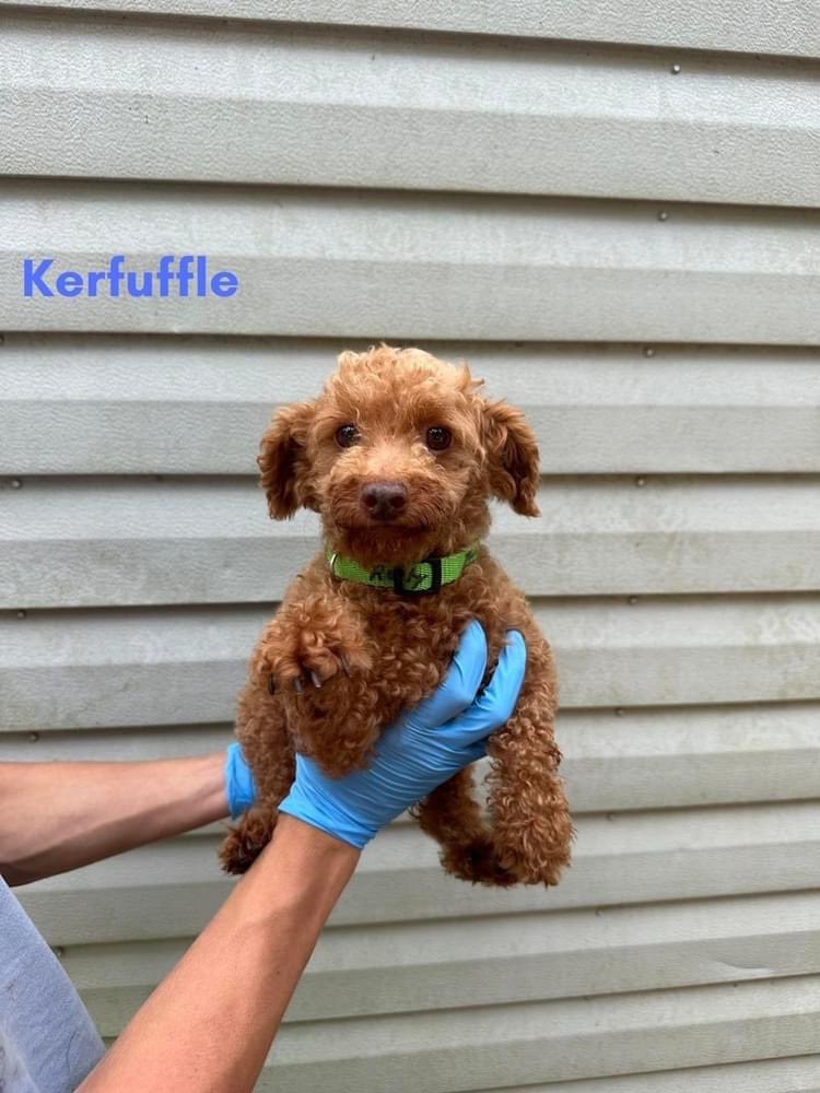 Meet Kerfuffle! Unlike his name there’s no fuss here! Just the perfect pup! Kerfuffle is a walking, wagging celebration and  lives to make every moment a party.👇