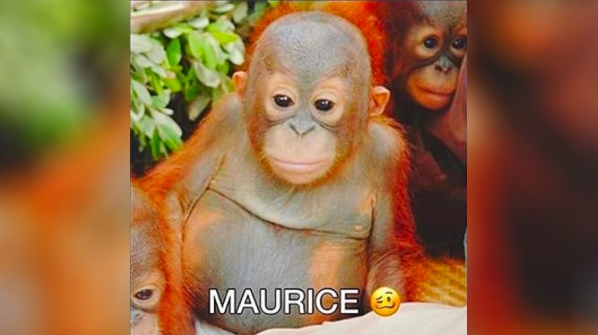 squidmonkeyyy's tweet photo. @SonPradeje https://t.co/jMonZB0biI