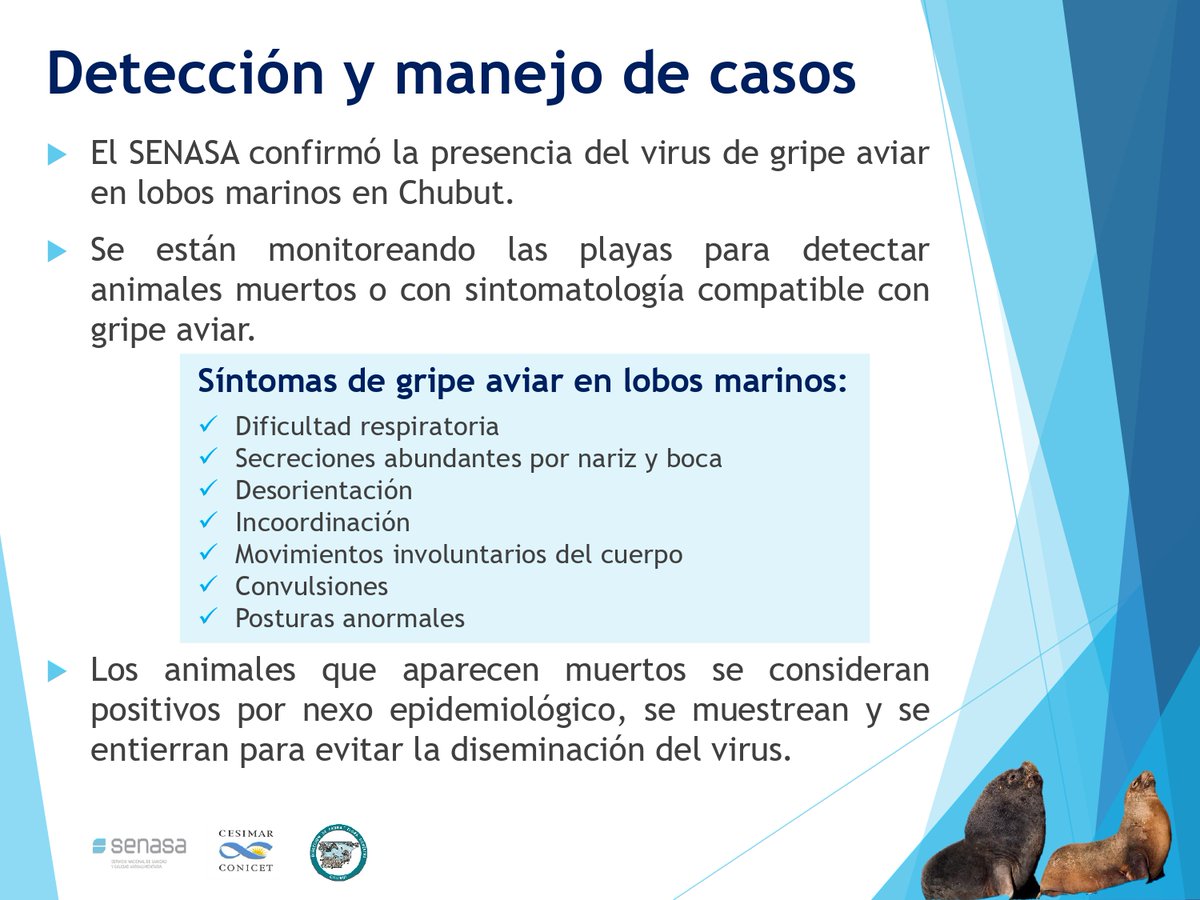 CONICETCenpat's tweet photo. Investigadores/as del CESIMAR- CONICET en conjunto con el @SenasaAR  y la Dirección de Flora y Fauna Silvestre del Chubut, realizaron esta comunicación para informar y tomar los recaudos necesarios respecto a los casos registrados con GRIPE AVIAR EN FAUNA MARINA @SenasaSur https://t.co/rWkkOg0PTy