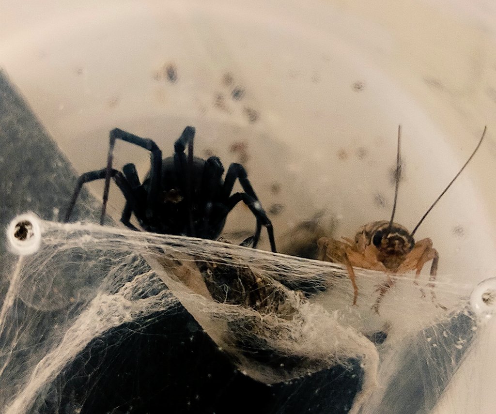 JBourdiol's tweet photo. An unlikely and extremely temporary friendship.

🕷️🤝🏻🦗 #InverteFest https://t.co/fvWd1kRIVW