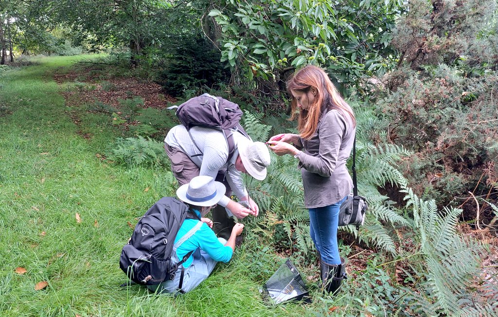 A great day yesterday with the brill Norfolk Flora Group in an upper <a href="/RiverGlaven/">Glaven Conservation</a> patch associated with the Cromer ridge. All sorts of species found &amp; a great finish in N. Norfolk's most highly rated pub <a href="/RedHartBodham/">Red Hart</a> @Jo_the_botanist