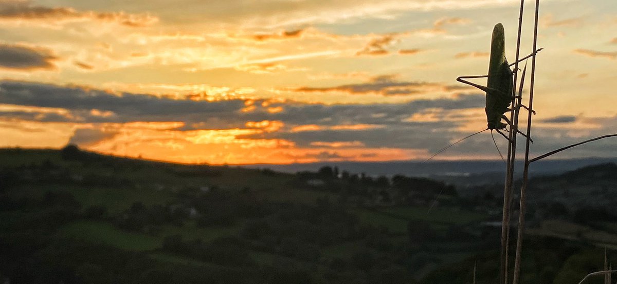 tuinz07's tweet photo. Evening walk at Rodborough Common, Stroud - amazing sunset across the Severn Vale with great green bushcricket photobombing the view @GrasshopperSpot @CotswoldsAONB @NE_WestMids @NTCotswolds #rodborough https://t.co/vqfaAioXT0