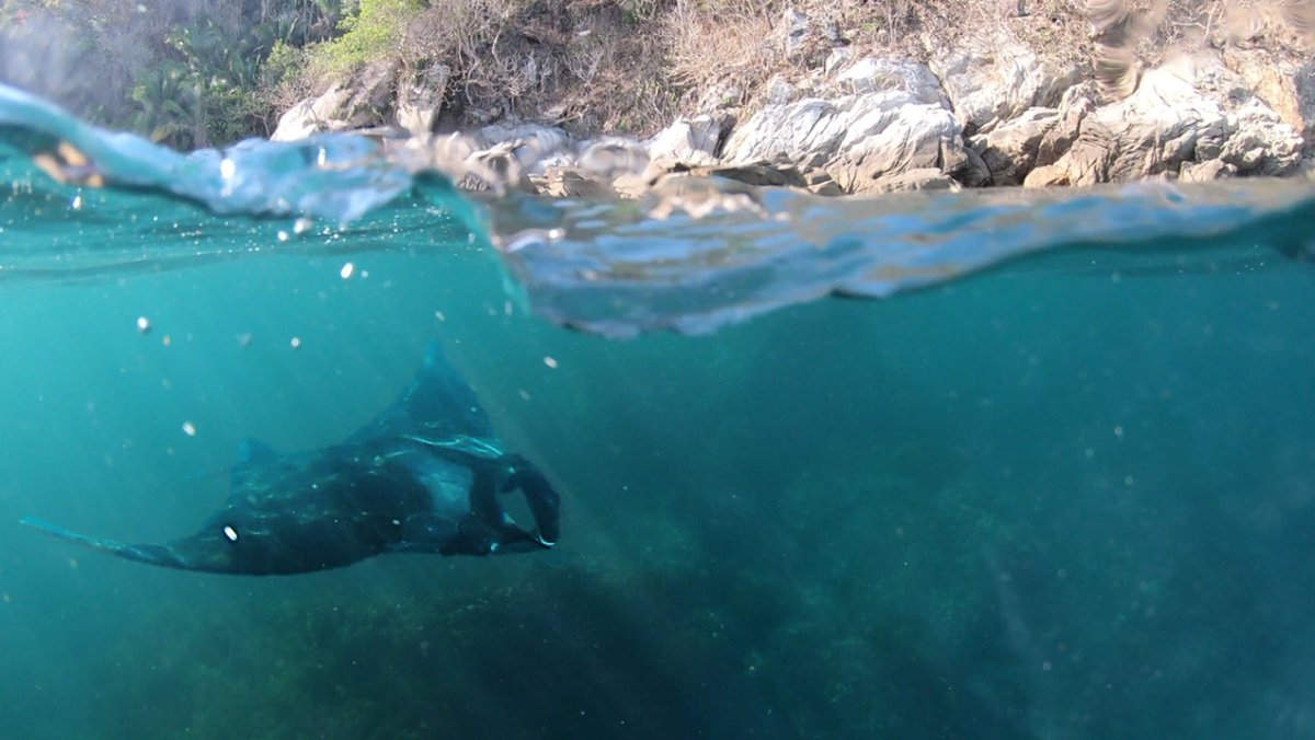 P. Santiago Domínguez-Sánchez tweet media