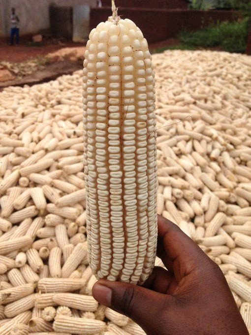olivandimwe's tweet photo. Are you ready for Rwanda Agriculture Season A? Are you ready to have such beautiful production? What are you doing now to achieve that ? #Questions2AllofUs, #SeasonA2023/2024, https://t.co/yokczkx8Pi