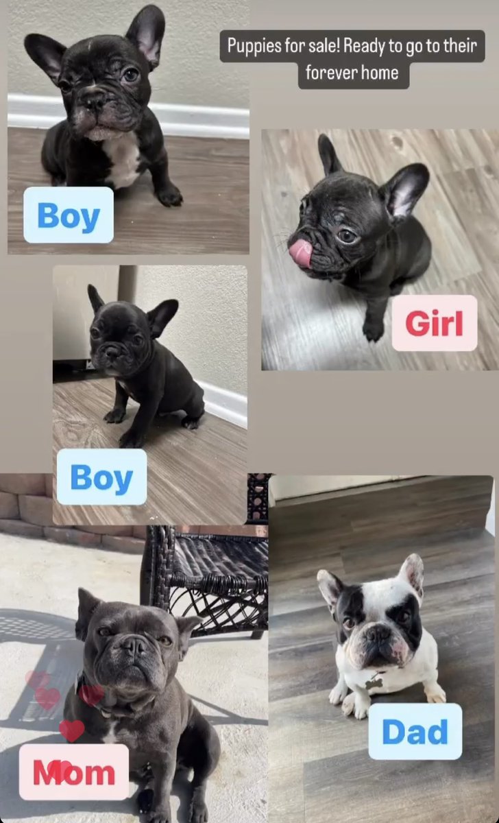 melly_mel088's tweet photo. Frenchie puppies looking for their forever home! If you or know of anyone looking for a best friend! LMK 🫶🏽🫶🏽 https://t.co/iAo2iv90N5