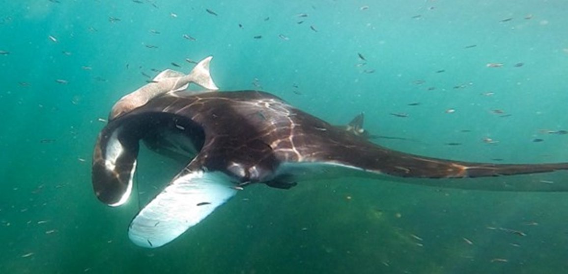 P. Santiago Domínguez-Sánchez tweet media