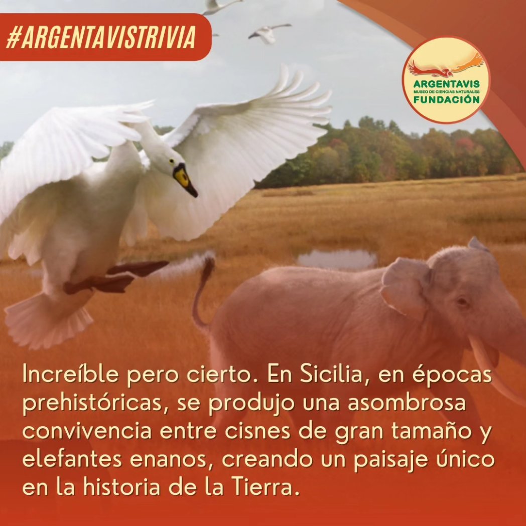 💡🌿 Descubre curiosidades sobre la naturaleza y acompáñanos en este emocionante viaje de descubrimiento, en esta nueva publicación. ¡Siempre hay algo sorprendente que la naturaleza tiene reservado para nosotros! 🌎💫 #Museo #Curiosidades #Fosil #SabiasQue #Paleontologia #Trivia