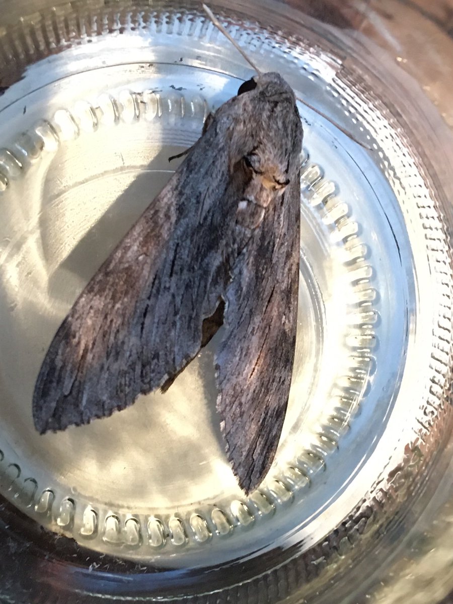 object_lessons's tweet image. Another evening visitor… ⁦@TimBlackburn66⁩