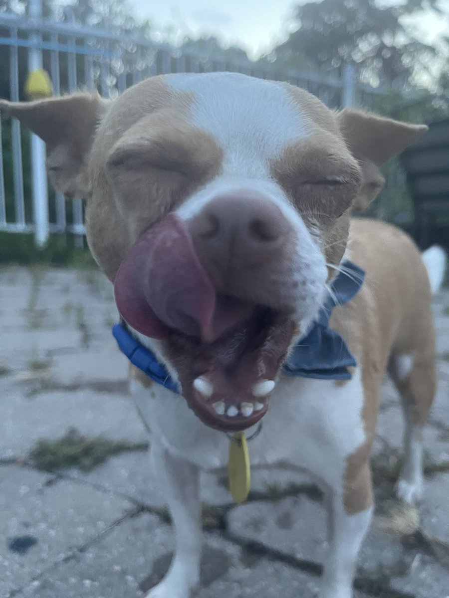CCRT_Chihuahua's tweet photo. Happy last long weekend of summer!!! We hope you have a great weekend full of family, friends, fun, and yummy treats!!! https://t.co/QrNDgD0VFs
