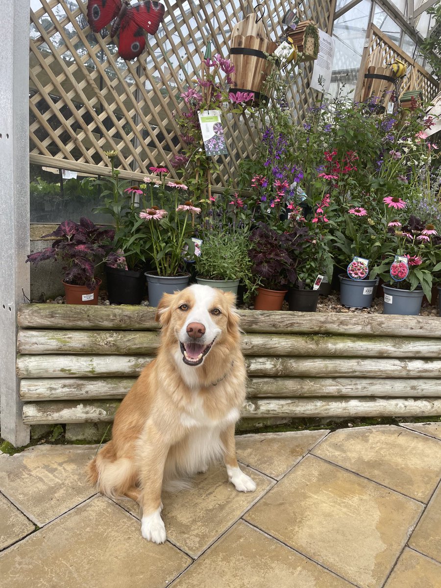 #floofsforyou #dogsofX #lovedogs #gardencentre #flowers I am pawsing where the floofs are sold and I has to be on bestie haviour, no cocky leggies allowed 🐾🐾🐕