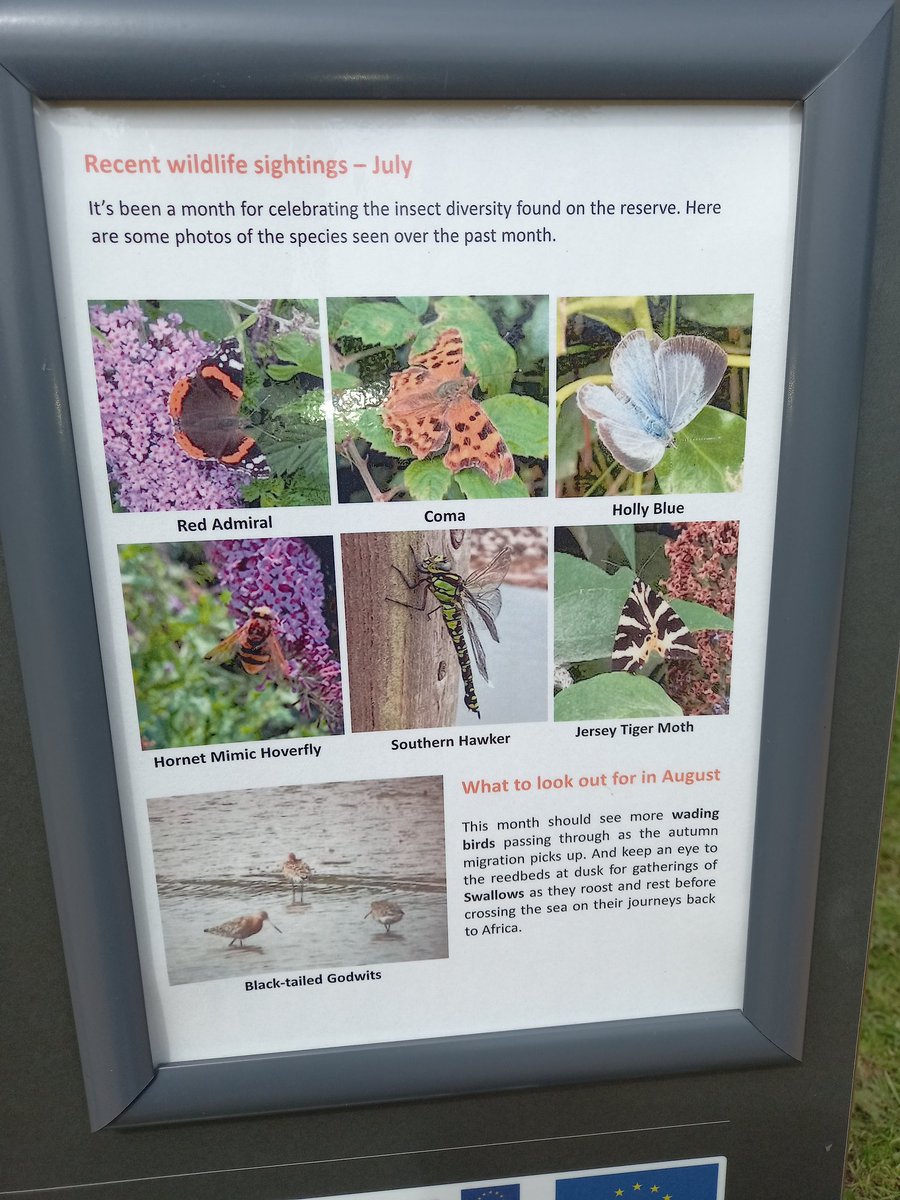 Robin_Pearson's tweet photo. @DevonWildlife At the Lower Otter Restoration site today keeping an eye out for coma butterflies. Didn't see any. https://t.co/5WwDHruvHU