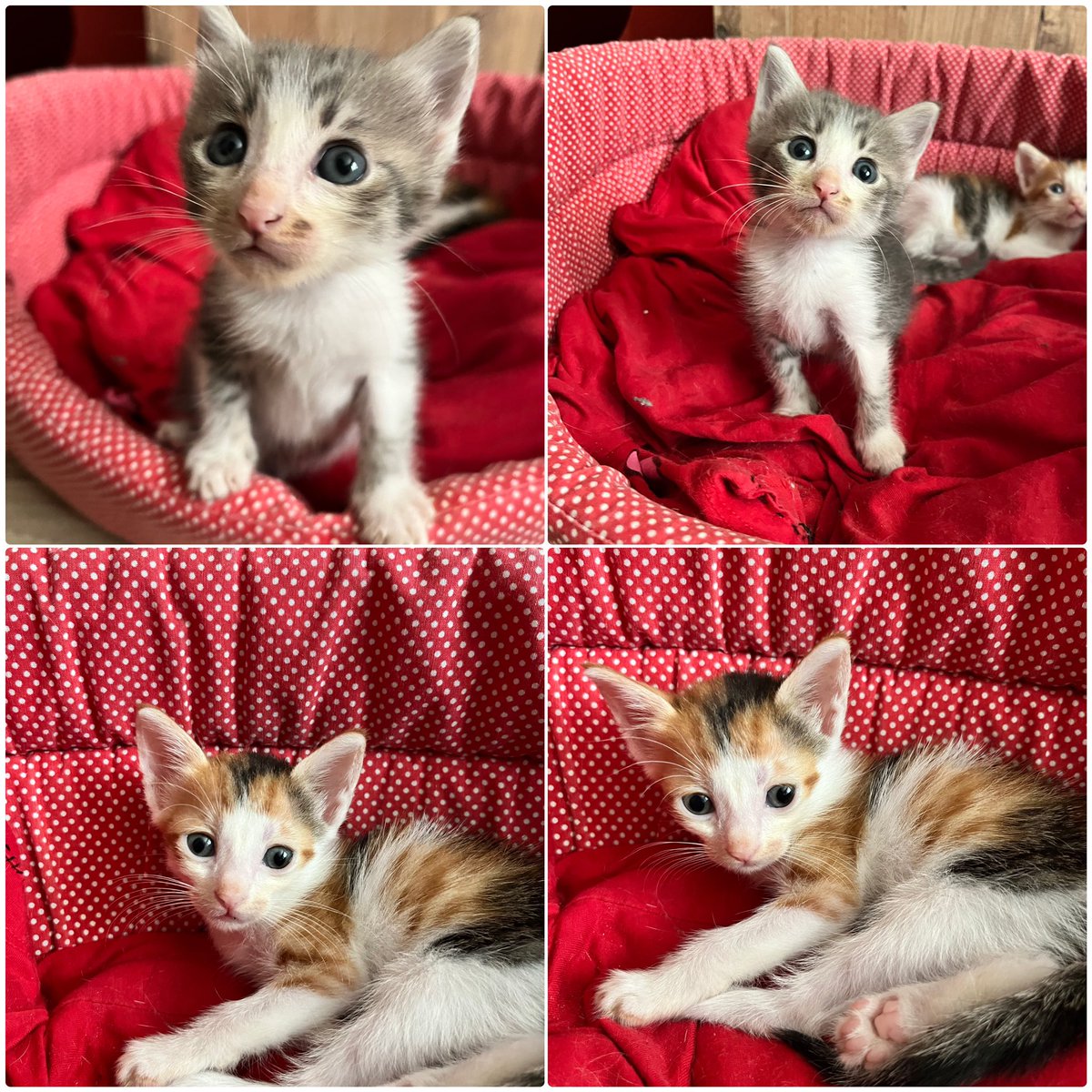 bademilemunir's tweet photo. Bu küçüm çoçuklar yuva bulamazlarsa sokağa gitceklermiş 1.5 aylıklar gri olan erkek diğer üç renkli dişi 🥹yuva arıyolar İst/ Kağıthane 0505 983 36 17 https://t.co/NpPzpcKX52