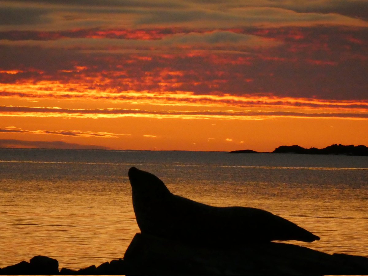 Selkie gold #Shetland #seal