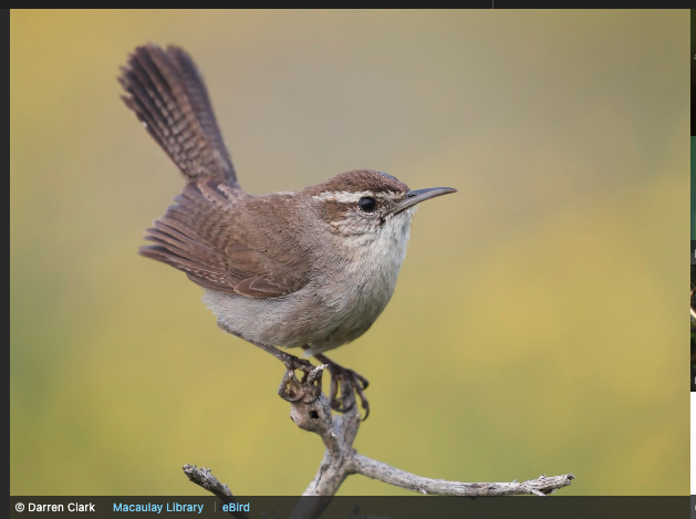 Just do it. I promise you that birders can handle new names (especially descriptive ones) for their birds. All the names are new to beginners. <a href="/BirdNames4Birds/">Bird Names For Birds</a> 

Example 
(tired): Bewick was a friend of Audubon's (the latter probs owed him money).
(wired): Gray-bellied Wren