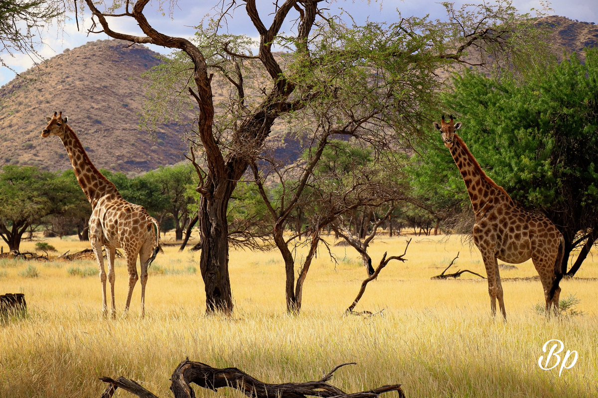 angowindhoekto1's tweet photo. Giraffe are found throughout the dry savannah habitats of Namibia, including open grassland, woodland and scrubland and along ephemeral rivers. 
#namibia #windhoek #giraffes #grassland #savannah #visit #trip #travel #tourism #acacia #combretum #commiphora #ephemeral #okapukalodg https://t.co/9N90LABKa2