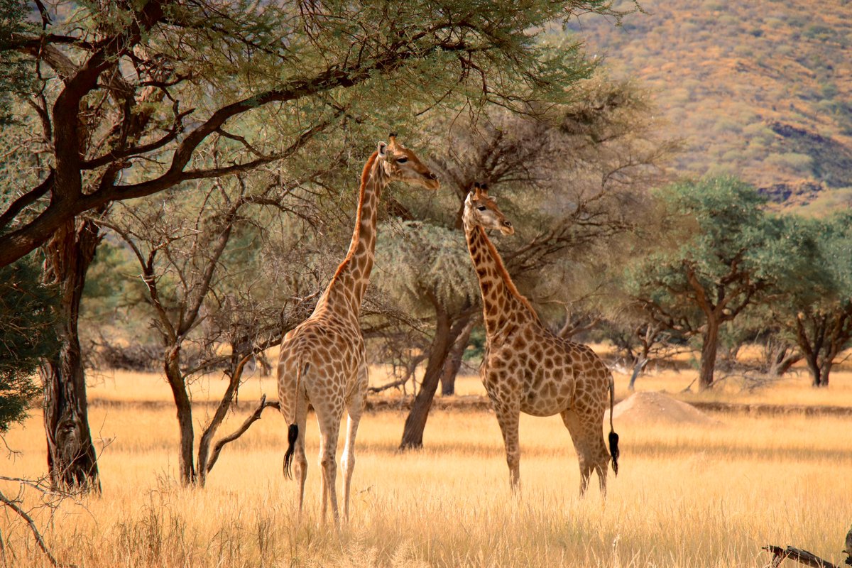 angowindhoekto1's tweet photo. Giraffe are found throughout the dry savannah habitats of Namibia, including open grassland, woodland and scrubland and along ephemeral rivers. 
#namibia #windhoek #giraffes #grassland #savannah #visit #trip #travel #tourism #acacia #combretum #commiphora #ephemeral #okapukalodg https://t.co/9N90LABKa2