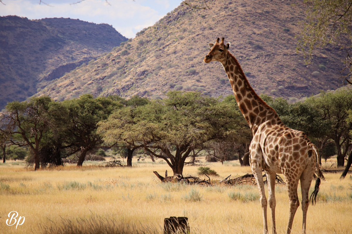 angowindhoekto1's tweet photo. Giraffe are found throughout the dry savannah habitats of Namibia, including open grassland, woodland and scrubland and along ephemeral rivers. 
#namibia #windhoek #giraffes #grassland #savannah #visit #trip #travel #tourism #acacia #combretum #commiphora #ephemeral #okapukalodg https://t.co/9N90LABKa2
