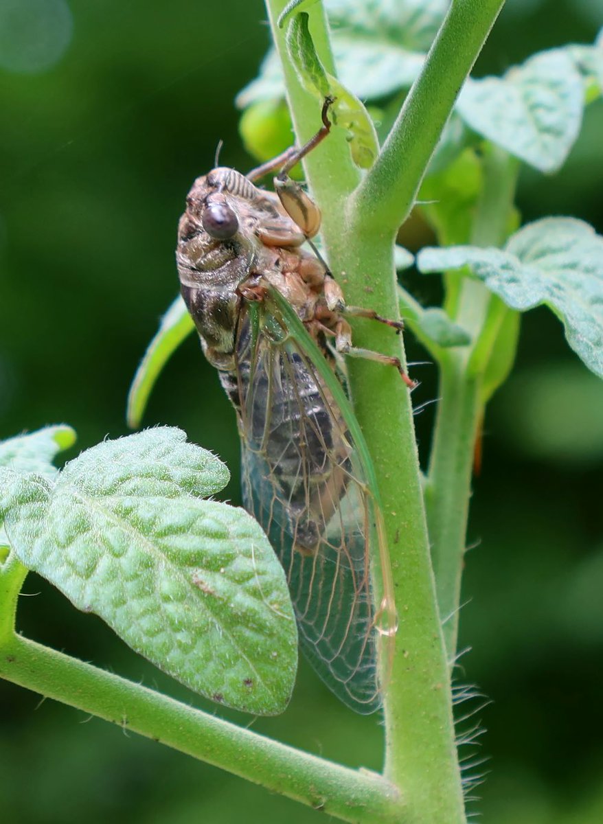 kerryyurewicz's tweet photo. I had some cicadas emerging in my backyard garden plot recently, so I'm making this one my #InvertOfTheWeek. #Hemiptera #insect #invertebrate https://t.co/qI59eFCazE