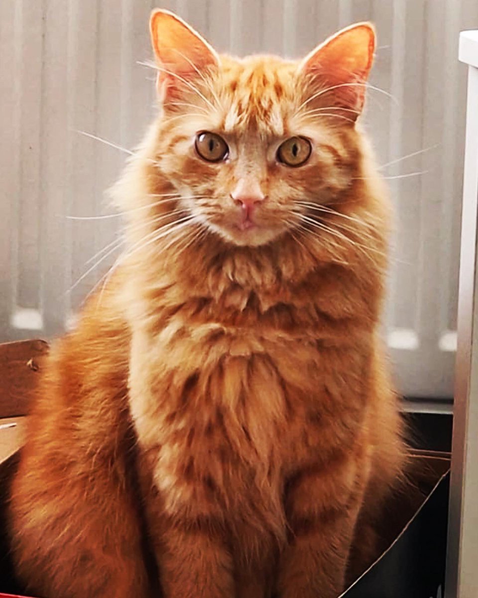 KShallaker's tweet photo. @TreasuryMog Ari, our gorgeous ginger 2 year old 😻 #GingerCatAppreciationDay https://t.co/7a1AdIrbUc