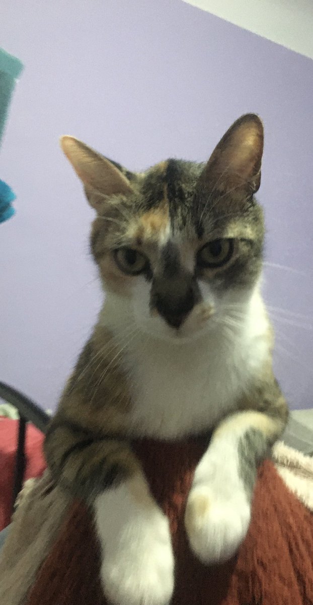 iim_saraa's tweet photo. Holii, esta es Phoebe, busco casita de acogida para ella, también esta la opción de adoptarla.
Tiene cincos añitos, es súper cariñosa y super buena.
No está esterilizada, pero si es un requisito para acogerla se hace sin problema https://t.co/EHn0TsK6Ou