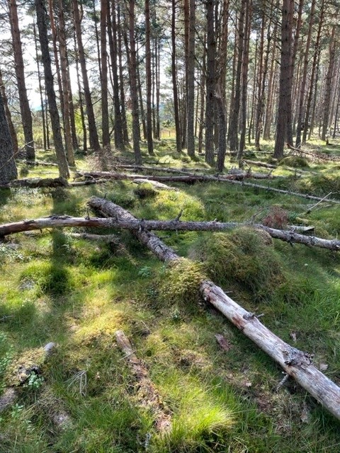 ForesterWill's tweet photo. Checking today on SP woodland 1st thinned 10 years ago. Plenty deadwood but caused by an abiotic factor, snowbreak from the winters of 2010 and 2011. Insect and woodpecker activity on the standing stems but some are now falling over and providing a different habitat. #ukfs #ukwas https://t.co/Yru8k7oHhX