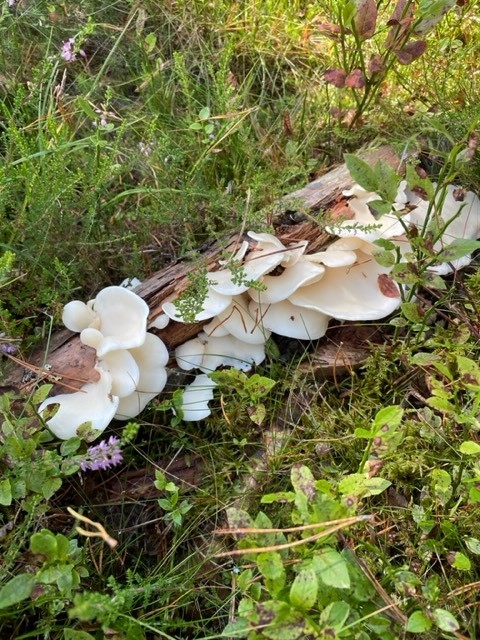 ForesterWill's tweet photo. Checking today on SP woodland 1st thinned 10 years ago. Plenty deadwood but caused by an abiotic factor, snowbreak from the winters of 2010 and 2011. Insect and woodpecker activity on the standing stems but some are now falling over and providing a different habitat. #ukfs #ukwas https://t.co/Yru8k7oHhX
