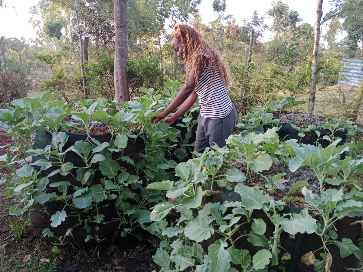 WomenLimited's tweet photo. Vertical farming techniques helping landless families in addressing household food security https://t.co/Nk06CAsDsB