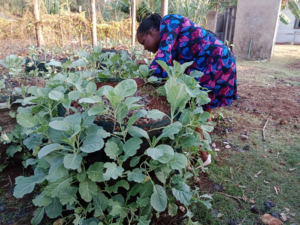 WomenLimited's tweet photo. Vertical farming techniques helping landless families in addressing household food security https://t.co/Nk06CAsDsB